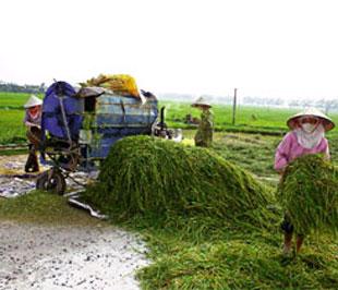  Nông dân làng Thuỵ Khuê gặt lúa, phía lùm cây là đất của Tuần Châu - Ảnh: Tư Giang.