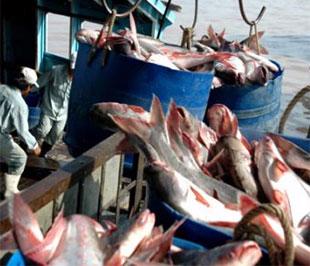 Nếu Dự luật Nông nghiệp 2008 được ban hành, cá tra Việt Nam sẽ bị quản lý chặt chẽ như sản phẩm thịt nhập khẩu vào Mỹ. 