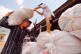 Theo đại diện Hiệp hội Lương thực Việt Nam, hiện có tới 205 doanh nghiệp đang tham gia xuất khẩu gạo. 