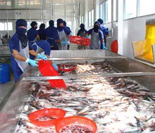 Chế biến cá tra xuất khẩu tại Công ty Agifish.