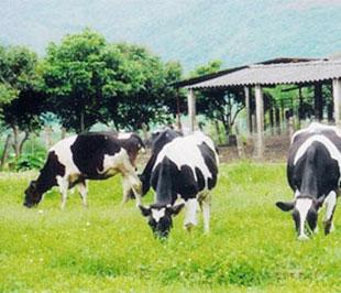Với quyết định mới của Bộ Nông nghiệp và Phát triển nông thôn, ngưỡng melamine được chấp nhận có trong thức ăn chăn nuôi là 2,5mg/kg.