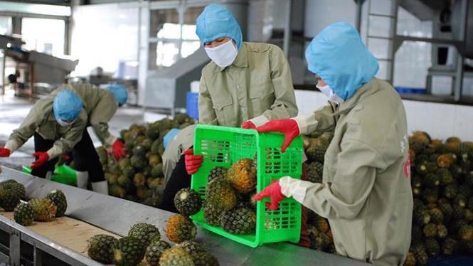 EVFTA đối với nông sản Việt Nam không chỉ đơn thuần là cơ hội mà còn dẫn đến thách thức, không hề nhỏ.