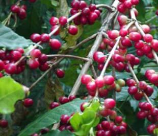 Nguyên nhân giá cà phê giảm một phần là do ảnh hưởng cuộc khủng hoảng tài chính toàn cầu nên giảm lượng tiêu thụ, nhưng không loại trừ khả năng những nhà nhập khẩu nước ngoài lợi dụng khó khăn để ép giá bán cà phê của Việt Nam.