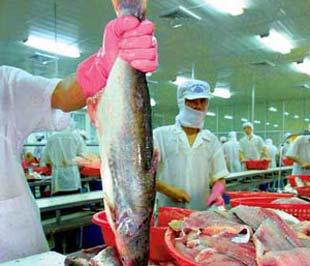 Mặt hàng cá basa của Việt Nam vào Ai Cập hiện có thuế suất bằng 0%.