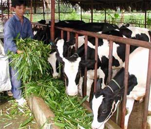 Một trang trại bò sữa tại Củ Chi - Ảnh: TT.