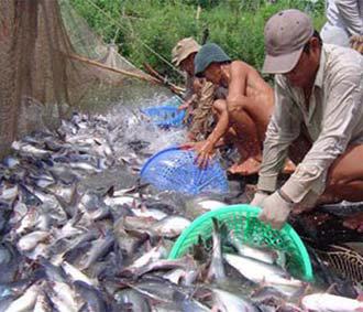 Các thương lái tìm mua cá tra thịt trắng với giá từ 14.800-15.000 đồng/kg; cá tốt đến 15.200 đồng/kg.
