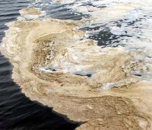 Nước sông Thị Vải ô nhiễm nặng vì nước thải đổ ra từ nhà máy của Vedan.