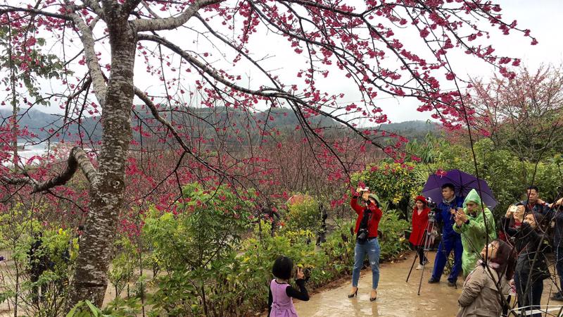 Trong ngày diễn ra sự kiện hoa anh đào - Mường Phăng - Điện Biên có hàng trăm cây anh đào đang nở rộ