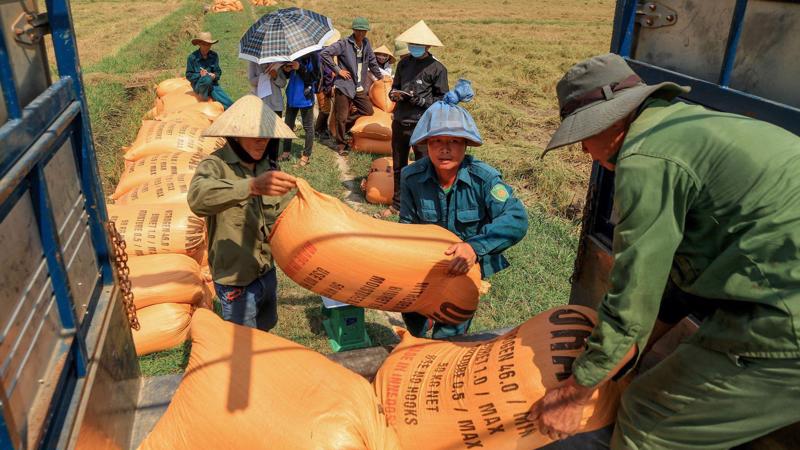 Gạo hữu cơ Ong Biển ở Quảng Trị đạt cả 545 chỉ tiêu về chất lượng và là loại gạo siêu sạch hiện nay.