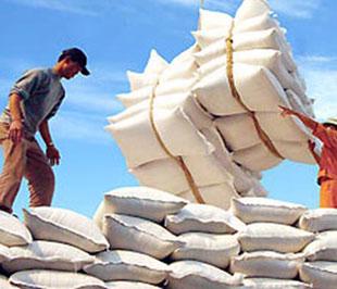 Với cách giao chỉ tiêu xuất khẩu gạo như hiện nay không chỉ doanh nghiệp mà người trồng lúa cũng gặp nhiều khó khăn.