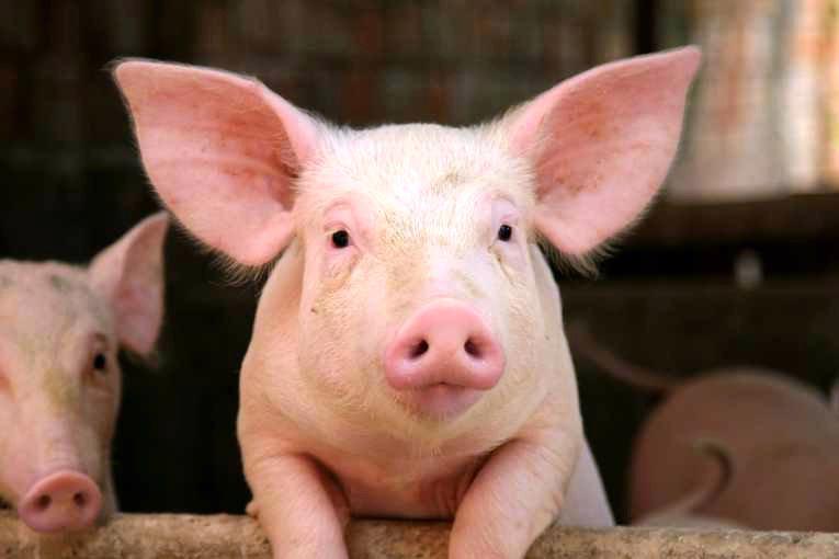 Phó cục trưởng Cục Chăn nuôi khuyến cáo người nuôi lợn không nên vội tăng đàn.<br>