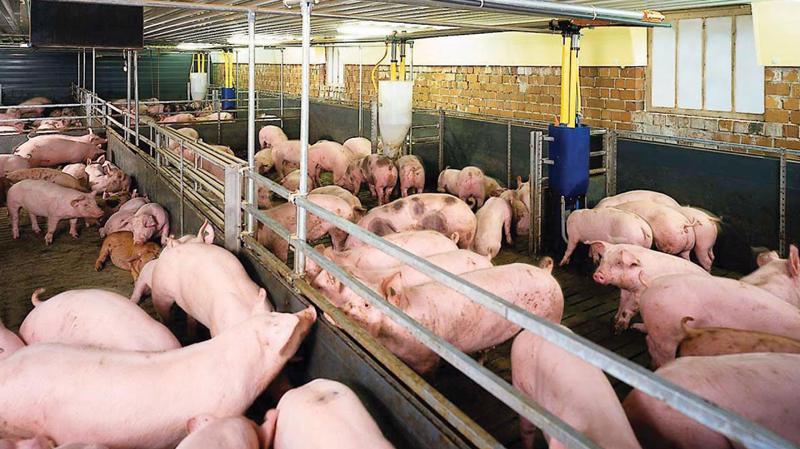 Theo các chuyên gia, nguyên nhân của sự tăng giá mạnh mặt hàng thịt lợn còn xuất phát từ nguy cơ cuộc chiến thương mại Mỹ - Trung Quốc có thể sẽ xảy ra.