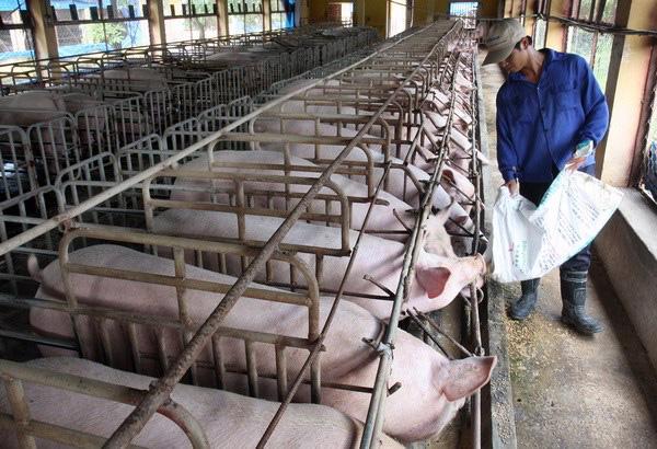 Nhiều doanh nghiệp chăn nuôi gặp khó vì thịt lợn giảm giá.