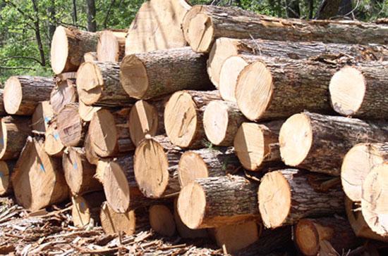 Trữ lượng gỗ rừng trồng cả nước đạt khoảng 60 triệu m3, cho khai thác đạt 3,2 triệu m3/năm.