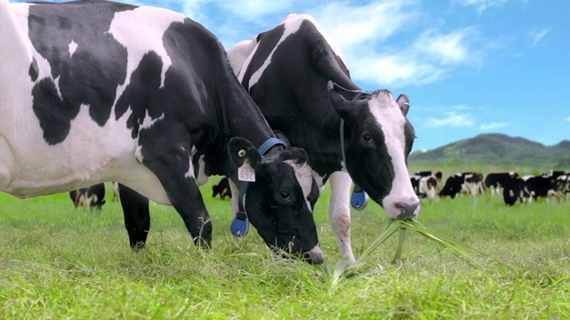 GTNfoods đang nắm quyền chi phối tại Công ty Sữa Mộc Châu. Mảng sữa đang đóng góp 80% doanh thu cho doanh nghiệp này. 