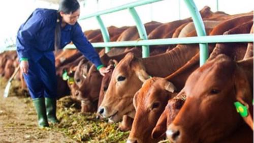HAG cho biết, doanh thu bán bò giảm 737 tỷ đồng do công ty thiếu vốn lưu động để tài trợ cho ngành bò, chỉ duy trì đàn bò ở mức dùng để tận dụng nguồn phân cung cấp cho mảng nông nghiệp.