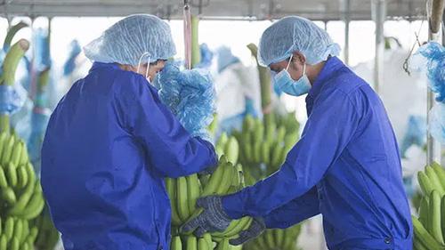 Trong quý 4/2020, doanh thu bán trái trái cây tăng 213 tỷ do diện tích thu hoạch tăng.