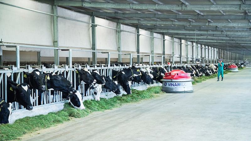 Cuộc cách mạng 4.0 đang được ứng dụng một cách toàn diện tại các trang trại bò sữa chuẩn quốc tế của Vinamilk.
