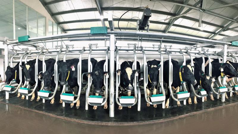 Những cô bò A2 đã sản xuất ra dòng sữa A2 đầu tiên tại Việt Nam.