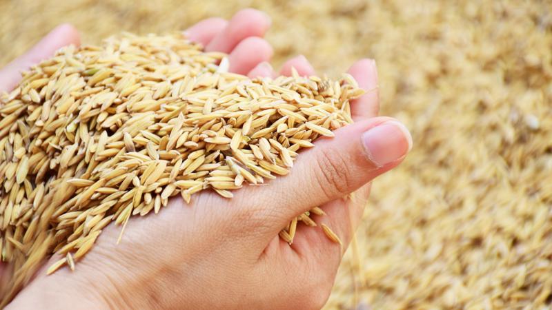 Sacombank tiếp tục cam kết đồng hành cùng các doanh nghiệp, bà con nông dân trong việc thúc đẩy phát triển ngành nông nghiệp nói chung và hoạt động sản xuất, chế biến lúa gạo nói riêng.