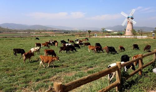 Vinamilk hiện đã có hệ thống 10 trang trại đang hoạt động, đều có quy 
mô lớn với toàn bộ bò giống nhập khẩu từ Úc, Mỹ, và New Zealand.