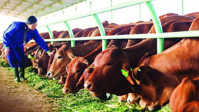 HNG cũng chấp thuận giao dịch mua bán phần vốn góp sở hữu bởi Công ty Cổ phần Bò sữa Tây Nguyên (công ty con của HAGL Agrico) tại Đông Pênh cho THADI