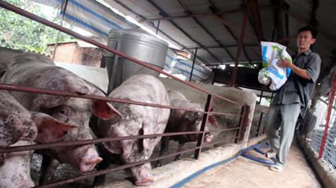 Khủng hoảng về cung cầu thị trường thịt lợn vừa qua đã làm mất đi phần lãi trên 100.000 tỷ đồng của người chăn nuôi lợn trong nước.
