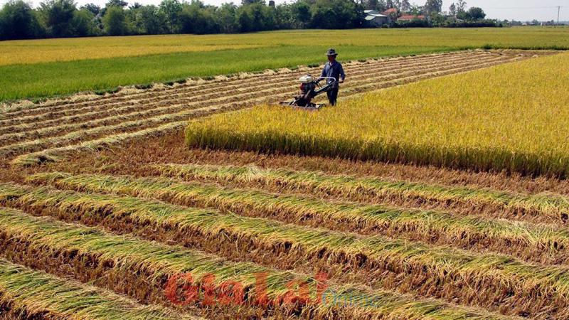 Tới đây Chính phủ sẽ xin Quốc hội giảm dần diện tích đất lúa, khoảng 0,5 triệu ha đất.