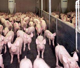Ở Việt Nam, đàn lợn chưa từng bị nhiễm virus cúm A/H1N1.