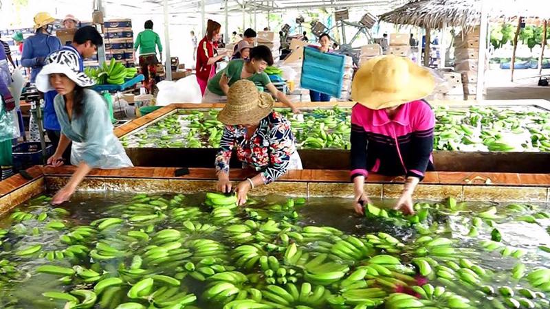 Trung Quốc là thị trường xuất khẩu lớn nhất của Việt Nam từ trước tới nay.