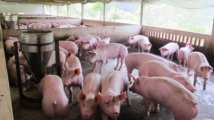 Theo Ngân hàng Nhà nước thì năm 2017 ngành chăn nuôi lợn phát triển quá nóng dẫn đến cung vượt cầu quá lớn, giá thịt lợn giảm sâu đã ảnh hưởng trực tiếp đến người chăn nuôi. 