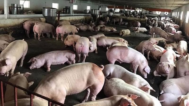 Giá thịt lợn hơi tại nhiều nơi giảm đến 11.000 đồng/kg. Ảnh minh hoạ