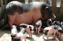 Chăn nuôi lợn đóng góp khoảng 71% tổng giá trị sản xuất chăn nuôi.
