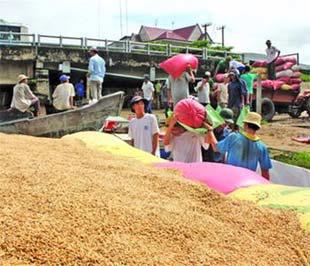 Nhiều giống lúa của Việt Nam sẽ được giới thiệu tại Festival lúa gạo.