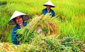 Hiện Việt Nam đang được xem là ứng viên cho vị trí xuất khẩu gạo hàng đầu trên thế giới.