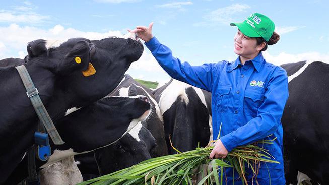 MCM hiện sở hữu đàn bò sữa hơn 2.000 con tại trang trại và 24.500 con thông qua việc liên kết chặt chẽ với hơn 500 hộ nông dân chăn nuôi bò sữa.