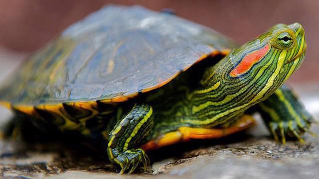 Quốc tế cảnh báo rùa tai đỏ gây tổn thất kinh tế nhưng Việt Nam vẫn nhập.