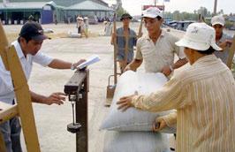 Ước tính vụ đông xuân này lượng gạo hàng hoá phục vụ xuất khẩu có thể đạt 3 triệu tấn.