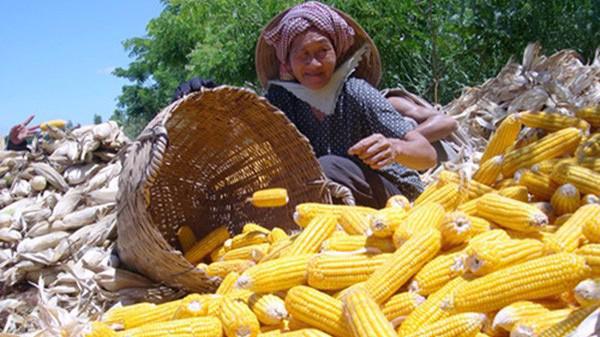 Hiện nay, sản lượng ngô thu hoạch của Việt Nam chỉ đáp ứng được khoảng 40-50% nhu cầu trong nước, còn lại là phải nhập khẩu.