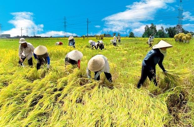 Ngành nông nghiệp Việt Nam vẫn loay hoay với bài toán "giải cứu nông sản".