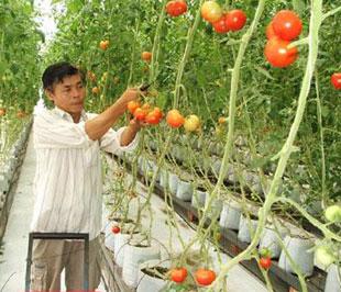 Nông nghiệp Việt Nam vẫn tăng trưởng khả quan.
