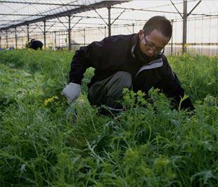 Một thanh niên thành phố của Nhật đang làm việc trên một ruộng rau ở nông thôn.