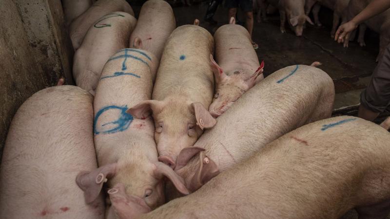 Giá thịt lợn tăng cao do dịch tả lợn châu Phi - Ảnh: Bloomberg.
