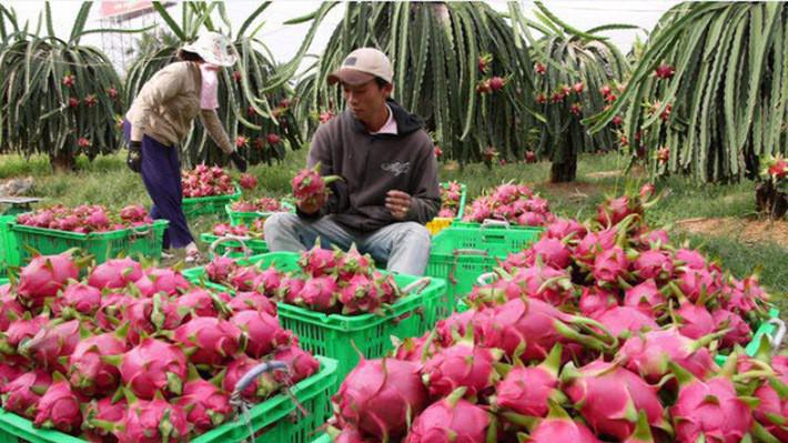 Trong các thị trường xuất khẩu rau quả của Việt Nam thì Campuchia là thị trường có tốc độ tăng trưởng mạnh nhất trong 10 tháng qua.