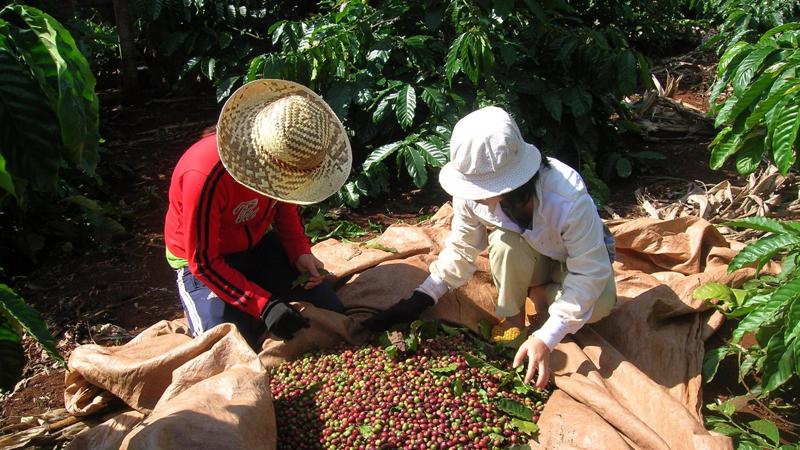 Theo các doanh nghiệp, xuất khẩu cà phê trong quý 1 sụt giảm là do sự kháng giá tại thị trường nội địa hơn là do liên quan đến nguồn cung.