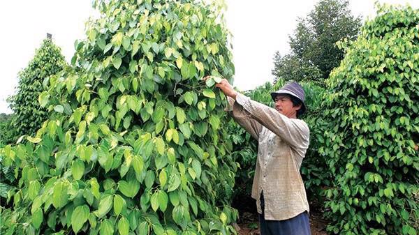 Việc các thương lái Trung Quốc gom hàng đã giúp giá tiêu trong mùa thu hoạch không giảm sâu cũng làm cho nông dân trồng tiêu phấn khởi. 