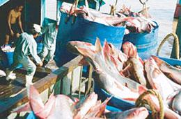 Từ ngày 1/1/2010, tất cả các lô hàng hải sản muốn vào được thị trường EU đều phải chứng minh nguồn gốc.