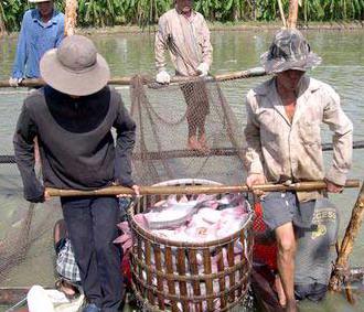Nhiều nơi giá đã xuống tới 12.800 đồng/kg, nhưng các hộ chăn nuôi vẫn không thể bán cá.