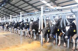 Trang trại bò sữa với quy mô công nghiệp hiện đại của Vinamilk.
