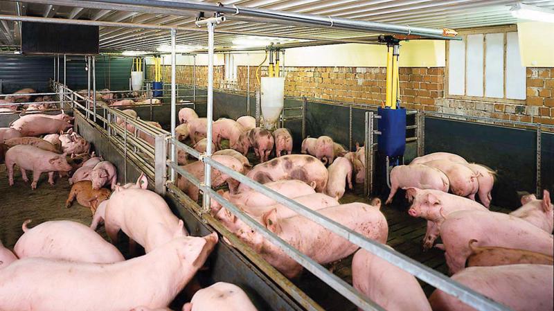 Năm 2017, công cuộc "giải cứu" lợn đã trở thành "sự kiện" bất đắc dĩ của ngành nông nghiệp.
